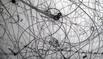 Human Factor - Eno Henze