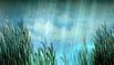 The open water, reeds softly swaying in the virtual breeze.